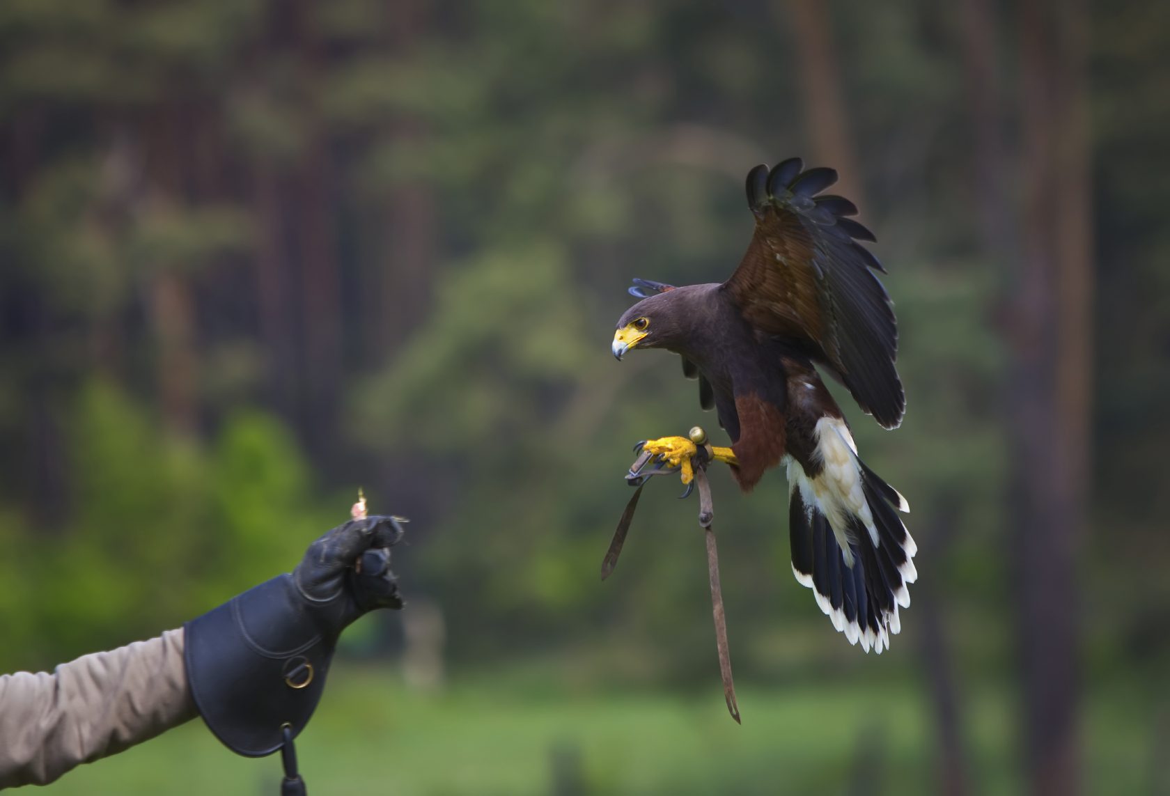 Falconry